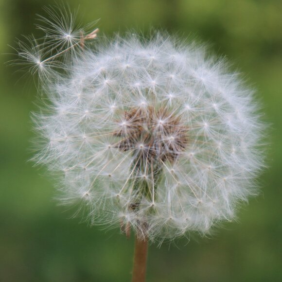 Meet your Posher, Skye - Picture 1 of 1